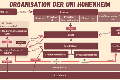 Schematische Darstellung der Organisationsstruktur der Uni Hohenheim. Gezeigt werden die Beziehungen zwischen Uni-Rat, Rektorat, Senat, Fakultätsrat sowie Studien- und Prüfungsgremien. Links ist die Verfasste Studierendenschaft mit Studierendenparlament (StuPa) und AStA dargestellt. Studierende wählen oder entsenden Vertretungen in verschiedene universitäre Gremien. Pfeile verdeutlichen Aufsichts-, Wahl- und Entsendungsbeziehungen.